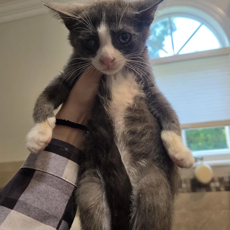 A baby medium-sized male Gray / Blue / Silver Domestic Short Hair cat named Levi for adoption in Moriches, NY