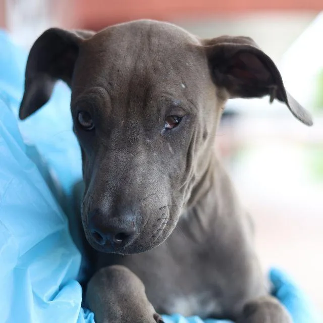 A baby medium-sized male Labrador Retriever dog named Sherbark Homes for adoption in San Antonio, TX