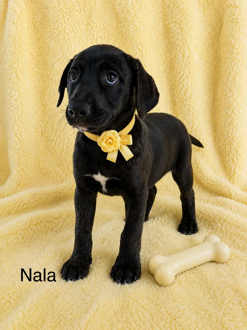 A baby medium-sized female Black Australian Shepherd dog named Nala for adoption in Poway, CA