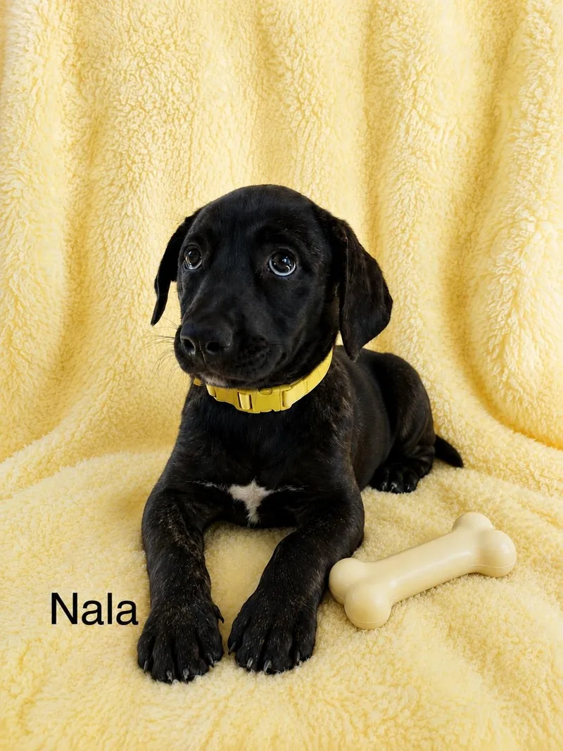 Nala thumbnail 2