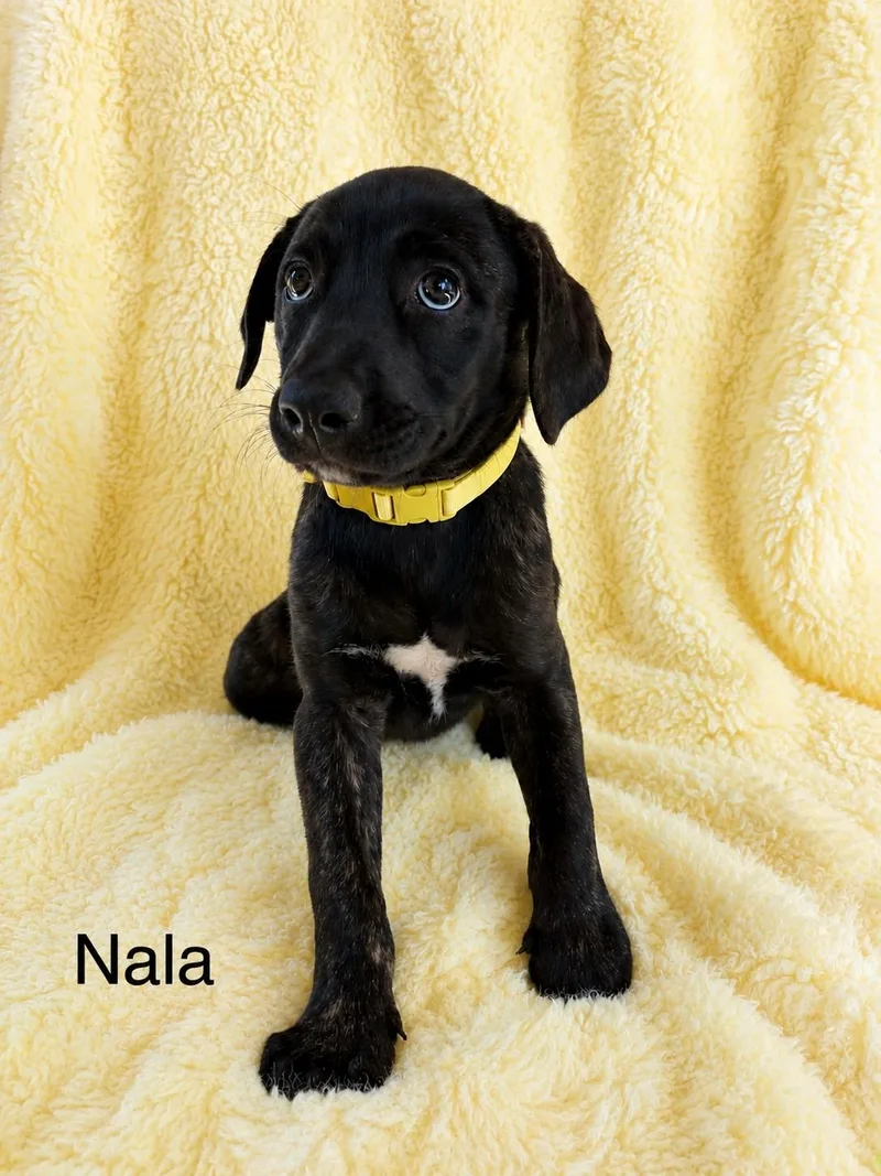 Nala thumbnail 3