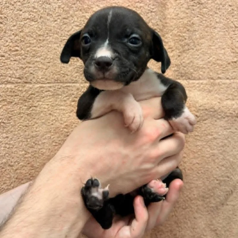 A baby medium-sized female Brindle Pit Bull Terrier dog named Belle for adoption in Schenectady, NY