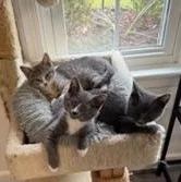 A baby medium-sized male Gray & White Domestic Short Hair cat named Tulsa for adoption in Richmond, VA
