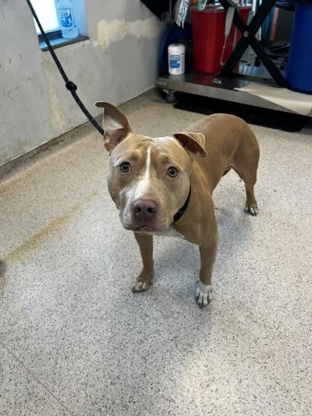 An adult large-sized male Mixed Breed dog named Lamaohy for adoption in New York, NY