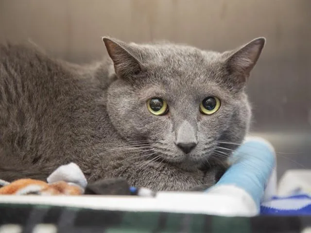 An adult small-sized male Russian Blue cat named Reginold for adoption in Phoenix, AZ