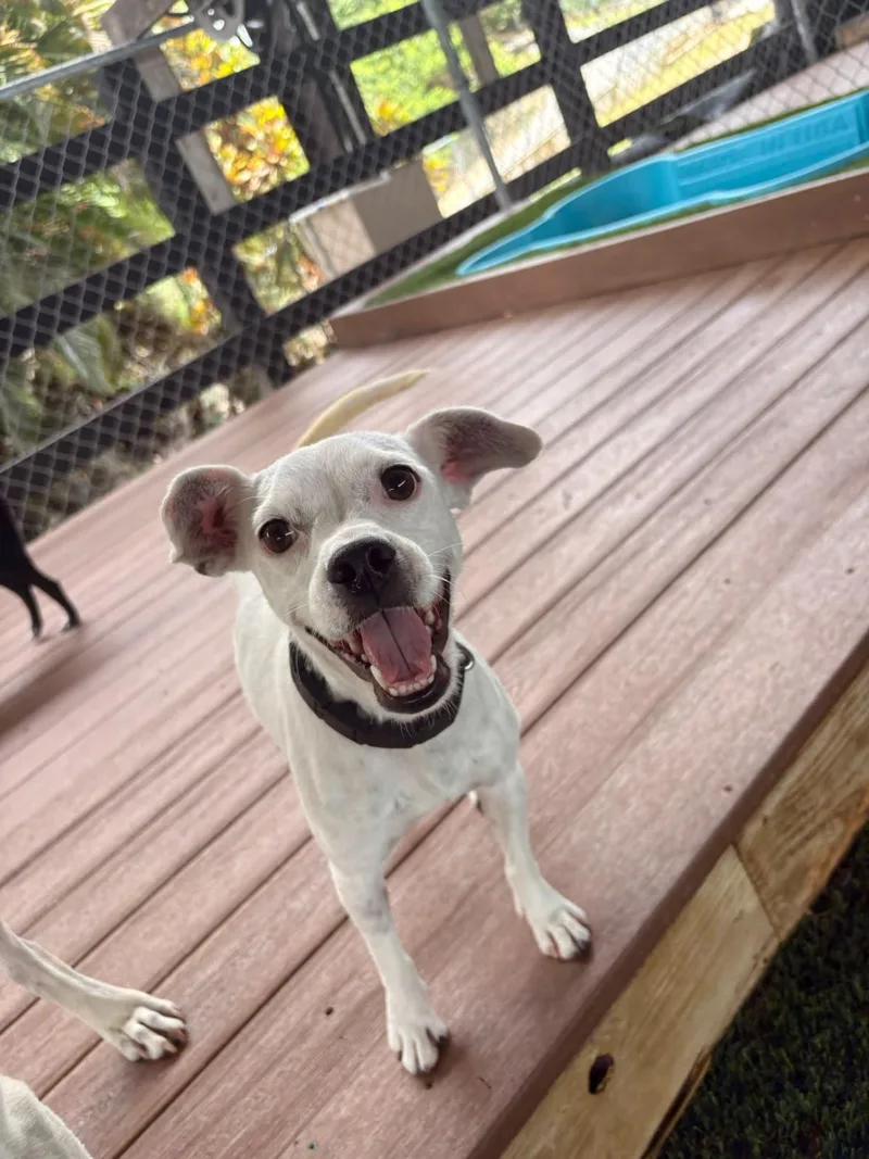 A young small-sized female Mixed Breed dog named Duchess for adoption in Brooklyn, NY