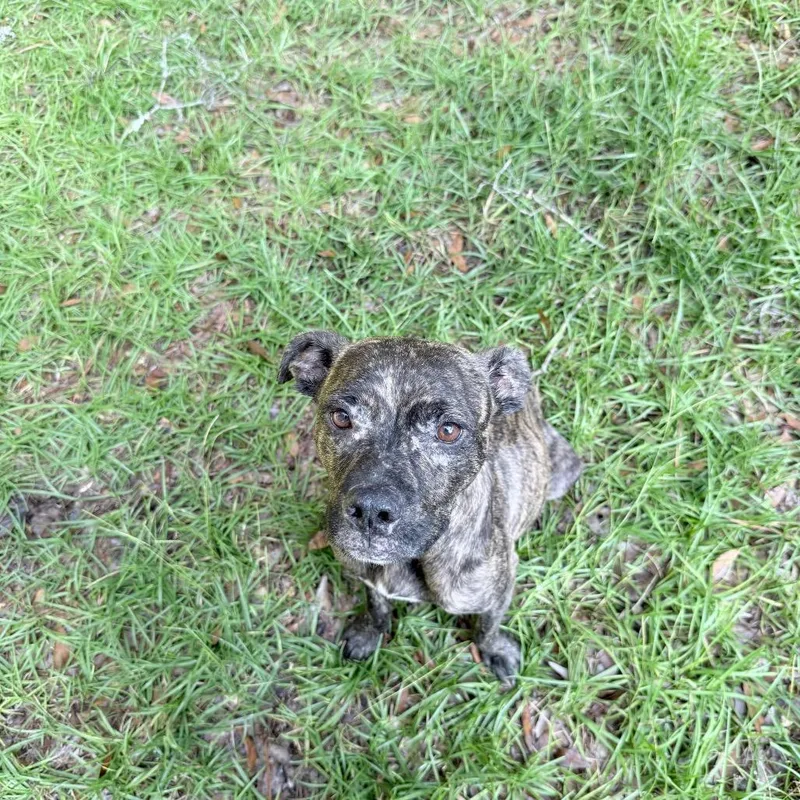 A senior medium-sized female Brown / Chocolate Mixed Breed dog named Autumn for adoption in Summerville, SC