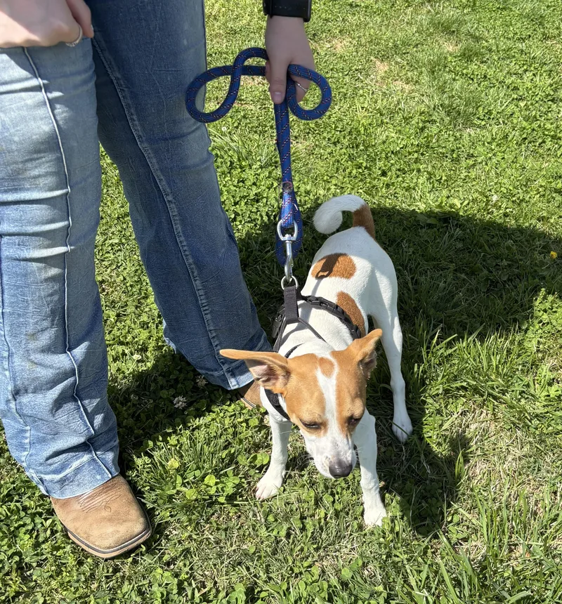 A young small-sized male Brown / Chocolate Jack Russell Terrier dog named Milo!! for adoption in Owensboro, KY