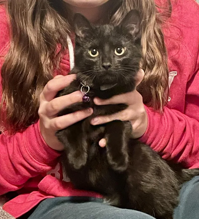 A baby small-sized female Domestic Short Hair cat named Helen Alberts for adoption in Peoria, IL