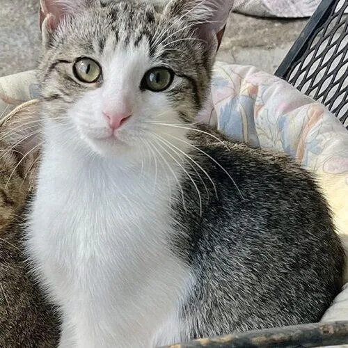 A baby small-sized female Domestic Short Hair cat named Mole for adoption in Tampa, FL