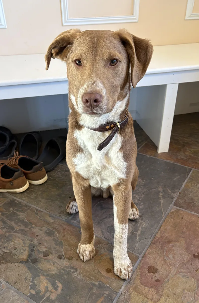 A young medium-sized male Hound dog named Peter for adoption in Mora, MN