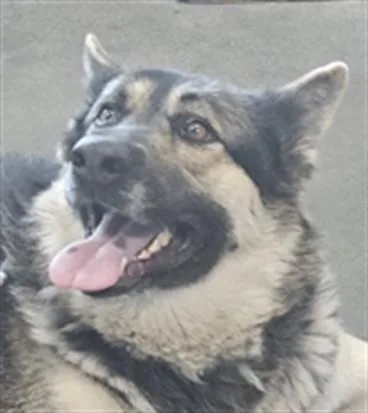 An adult large-sized female German Shepherd Dog dog named Ivy for adoption in Chatsworth, CA