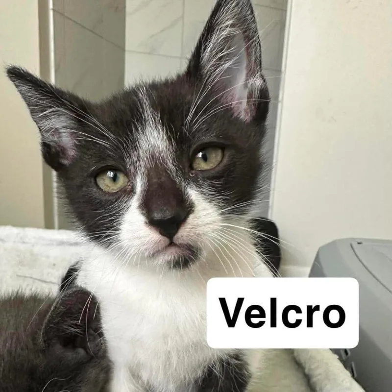 A baby small-sized male Black Domestic Short Hair cat named Velcro for adoption in Nampa, ID