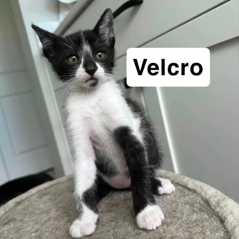 Velcro thumbnail 2