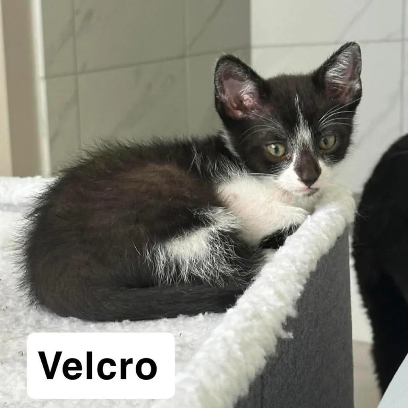 Velcro thumbnail 3