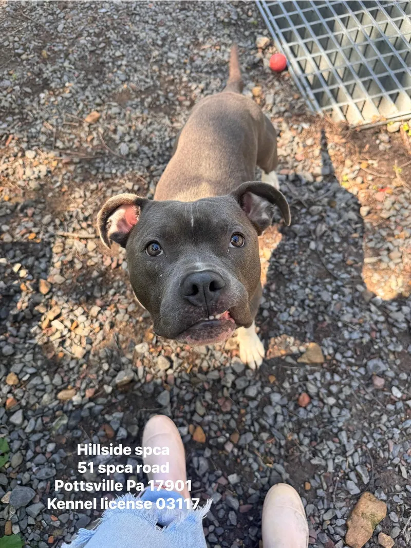 A young medium-sized male Gray / Blue / Silver Pit Bull Terrier dog named Hank for adoption in Pottsville, PA