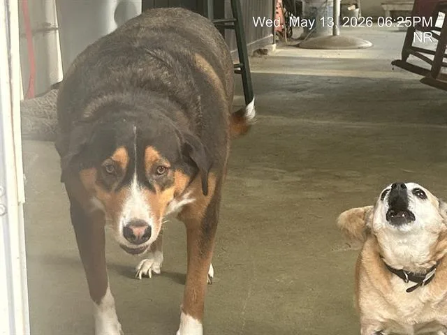 An adult large-sized male Greater Swiss Mountain Dog dog named Jax for adoption in Ocala, FL