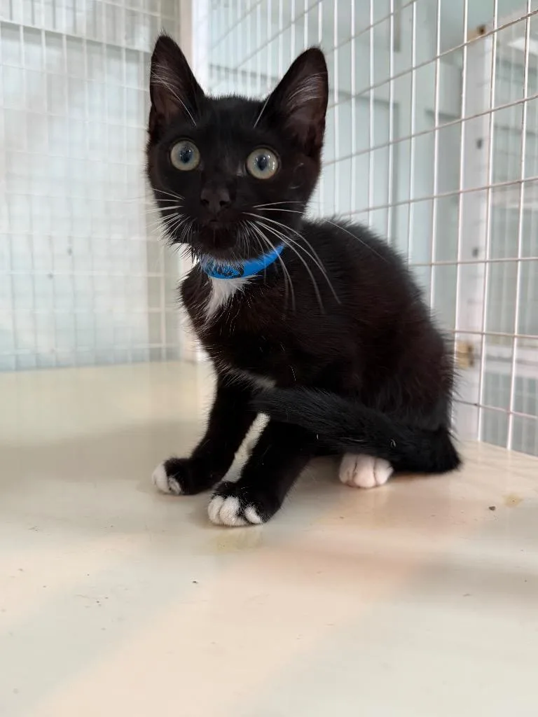 A baby medium-sized male Domestic Short Hair cat named Doohickey for adoption in Kingsland, GA