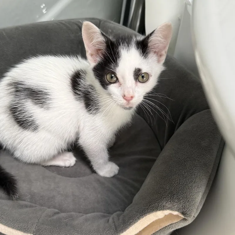 A baby small-sized male White Domestic Short Hair cat named Quinn for adoption in Roswell, GA