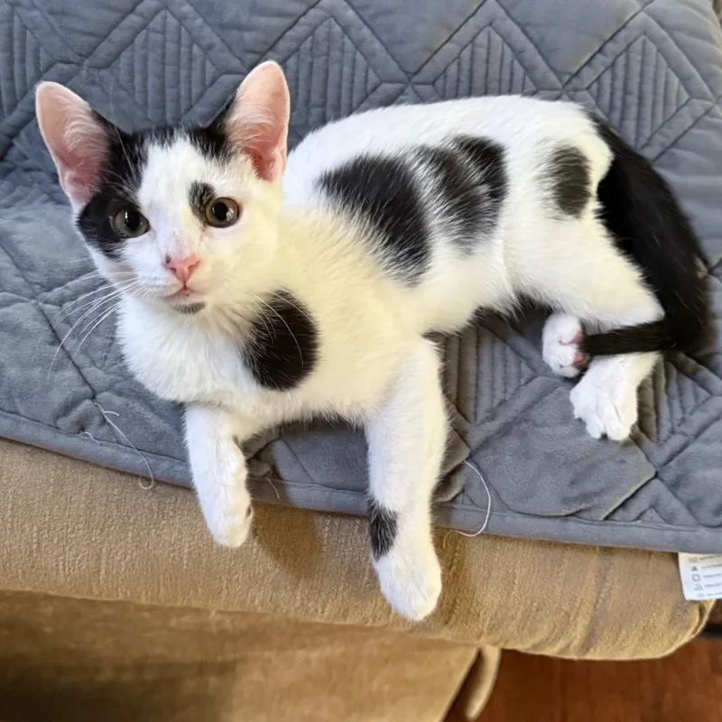 Quinn thumbnail 5