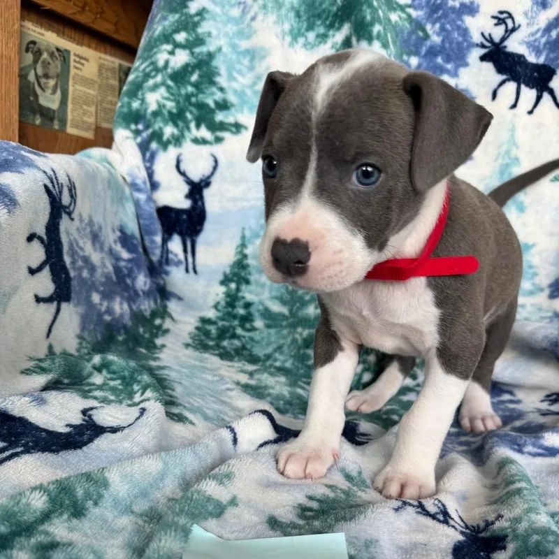 A baby medium-sized male Gray / Blue / Silver American Staffordshire Terrier dog named Reign for adoption in Fredericksburg, TX