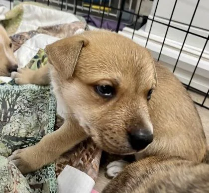 A baby medium-sized male Apricot / Beige Terrier dog named Cyprus for adoption in Annapolis, MD