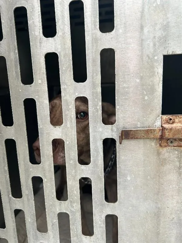 An adult medium-sized female Brown / Chocolate Mixed Breed dog named Gelato for adoption in Mobile, AL