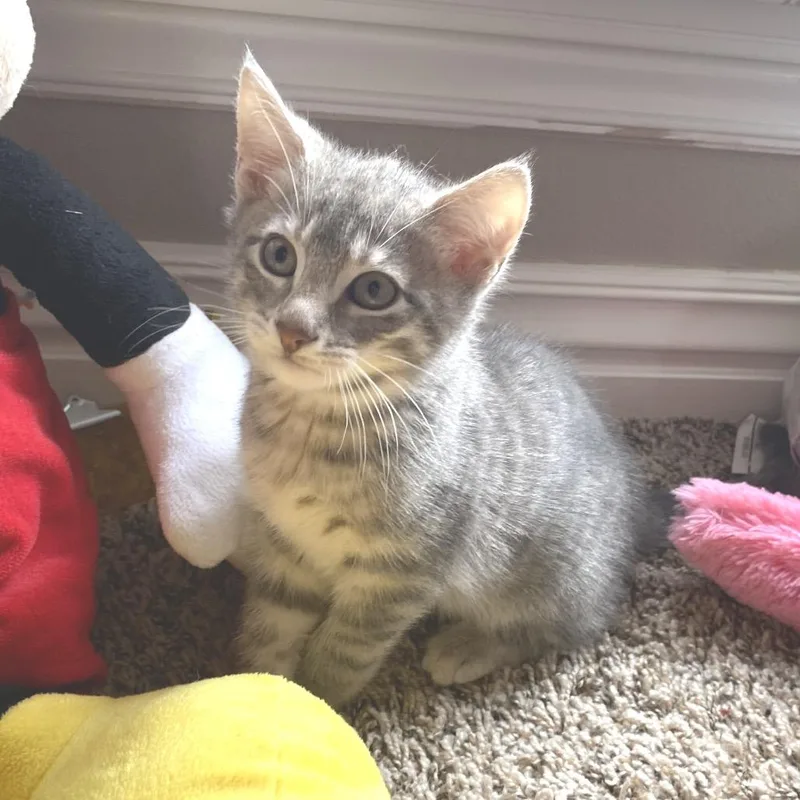 Minnie Max