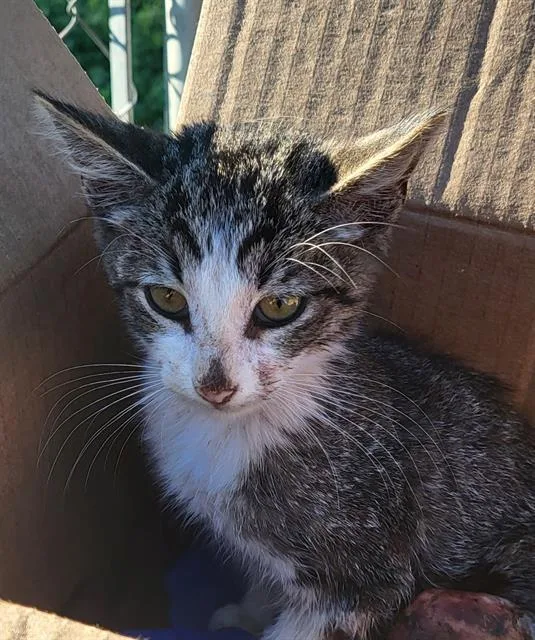A baby small-sized female Domestic Short Hair cat named Peaches for adoption in San Antonio, TX
