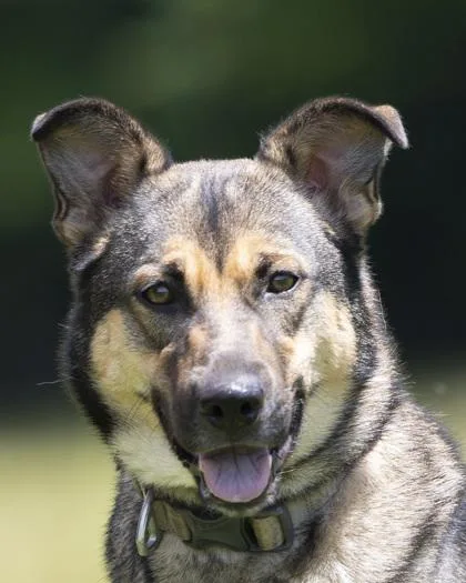 An adult large-sized female Black German Shepherd Dog dog named Lottie for adoption in Bedford, IN