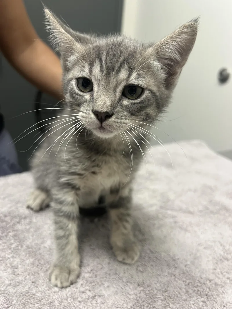 A baby small-sized male Domestic Short Hair cat named Harry for adoption in Chico, CA