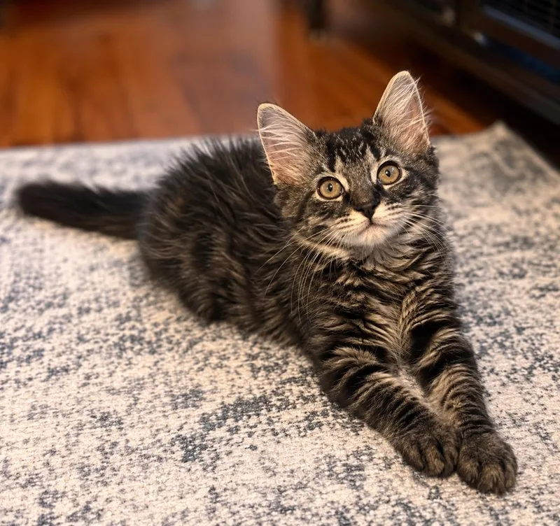 A baby medium-sized male Tabby (Brown / Chocolate) Tabby cat named Chong for adoption in Wyandotte, MI