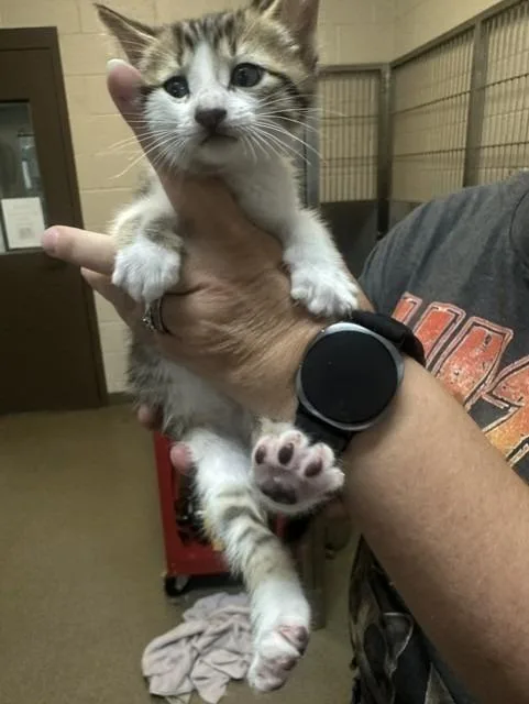 A baby small-sized male Domestic Short Hair cat named Pequin for adoption in Rome, GA