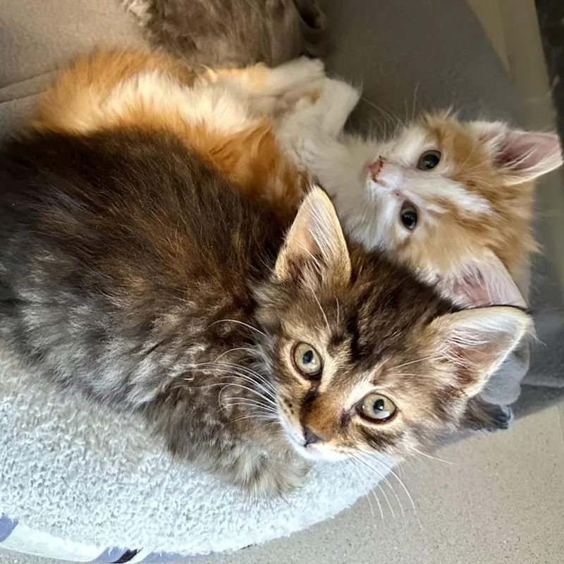 A baby small-sized female Brown / Chocolate Domestic Long Hair cat named Arboles for adoption in Durango, CO