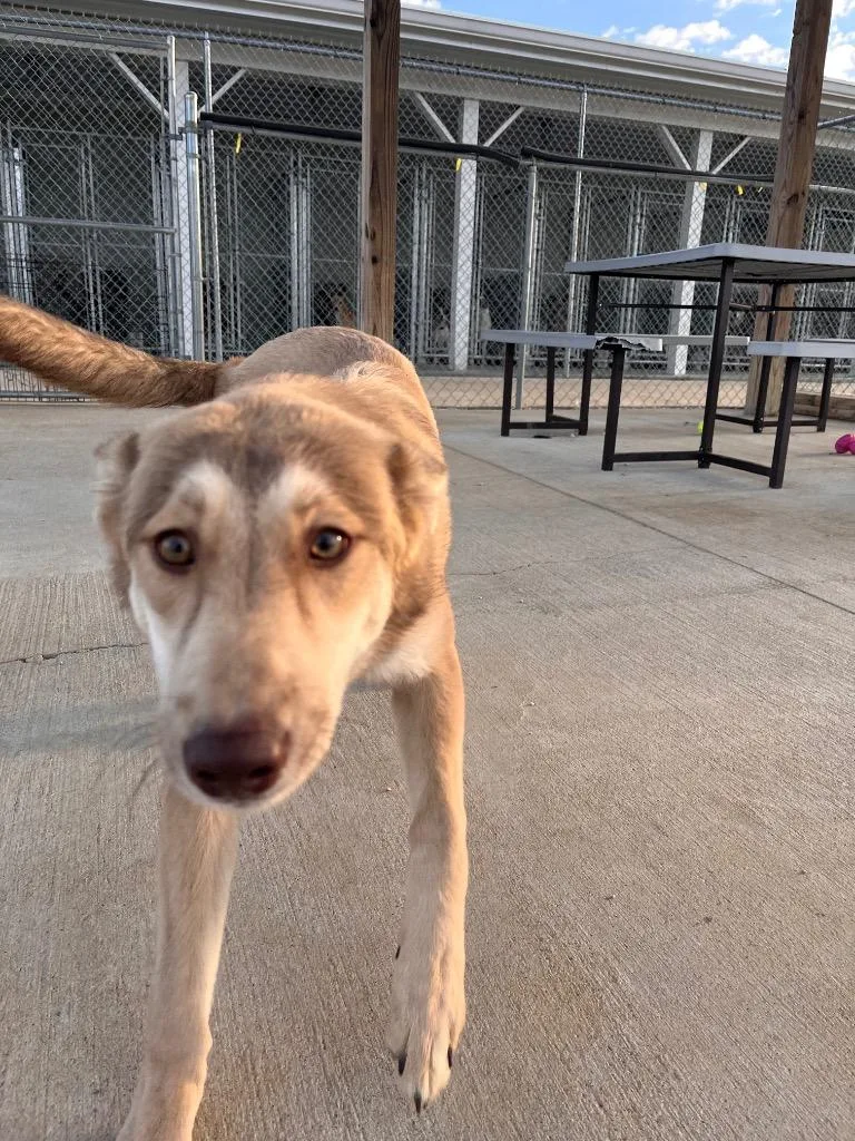 A young large-sized female Husky dog named Mishkacinnamon for adoption in Hopkinsville, KY