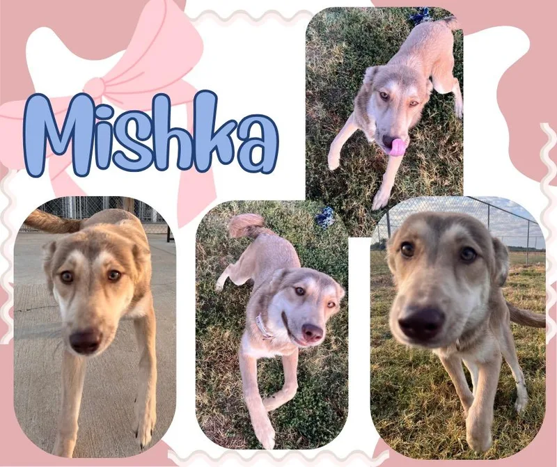 Mishkacinnamon thumbnail 3
