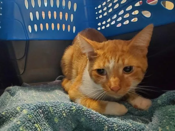A young small-sized male Domestic Short Hair cat named James for adoption in Oceanside, CA