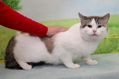 An adult medium-sized female Domestic Short Hair cat named Princess Fancy for adoption in West Chester, PA