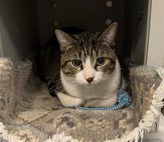 A young small-sized male Domestic Short Hair cat named Ulta Ross for adoption in Peoria, IL