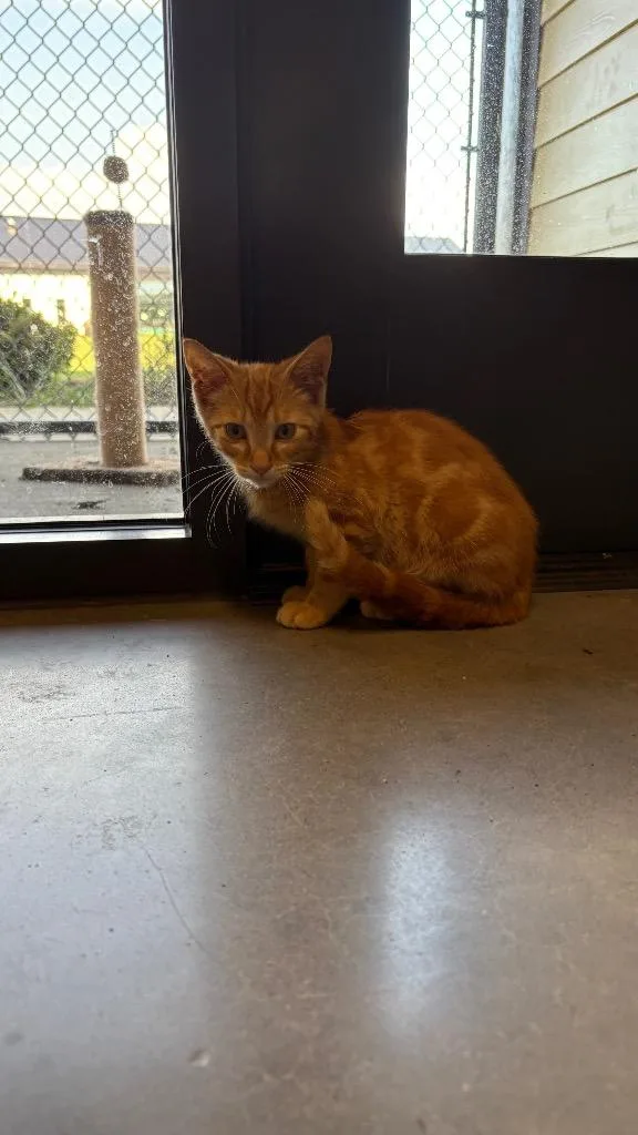A baby small-sized male Domestic Short Hair cat named Derick for adoption in Clarksville, TN