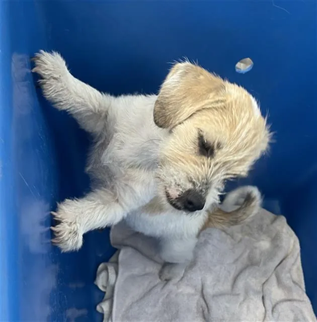 A baby medium-sized male Mixed Breed dog named Frodo for adoption in Dallas, TX