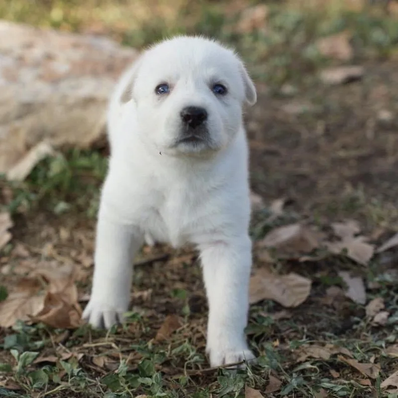 A baby medium-sized female Anatolian Shepherd dog named Cider for adoption in Pflugerville, TX