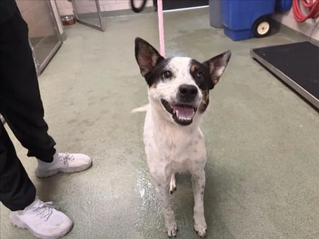A young medium-sized female Mixed Breed dog named A for adoption in Santa Fe, NM