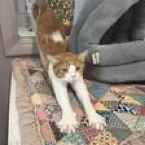 An adult medium-sized female Domestic Short Hair cat named Mina for adoption in Knoxville, TN