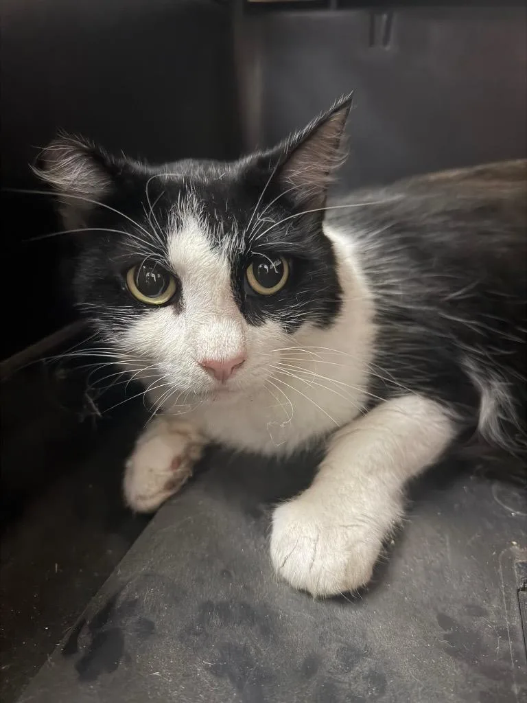 A young large-sized female Domestic Medium Hair cat named Buttercup for adoption in New Braunfels, TX