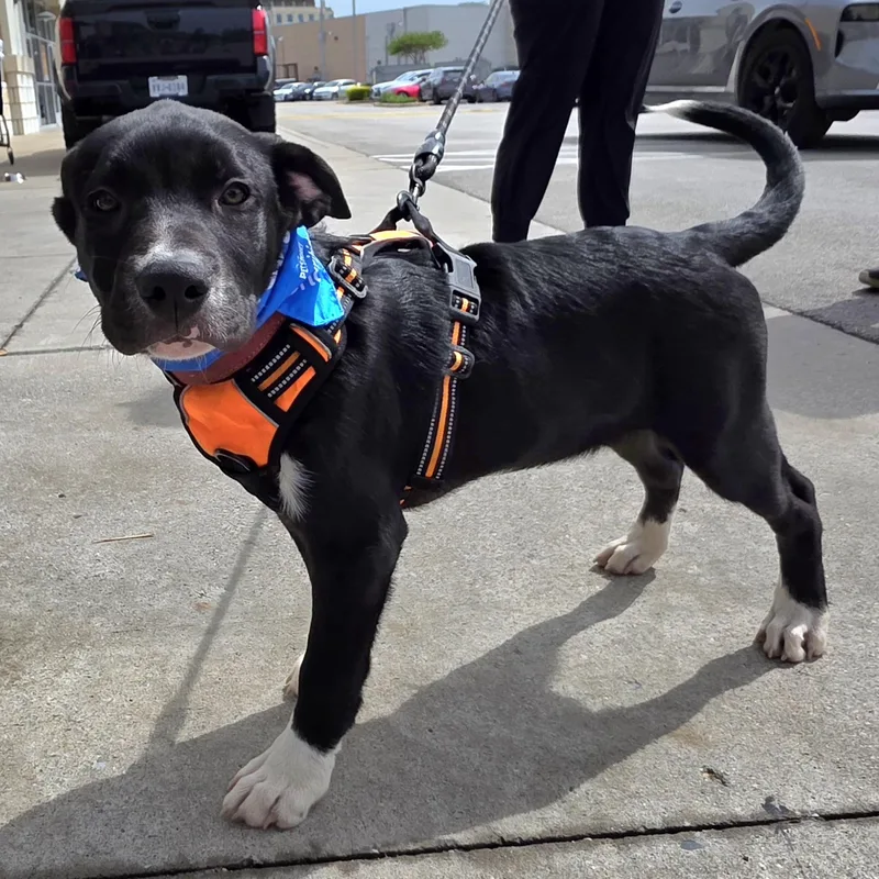 A baby medium-sized male White / Cream Border Collie dog named Jett for adoption in Dallas, TX