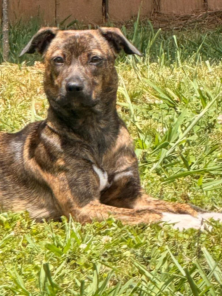A young small-sized female Mixed Breed dog named Tilly for adoption in Douglasville, GA