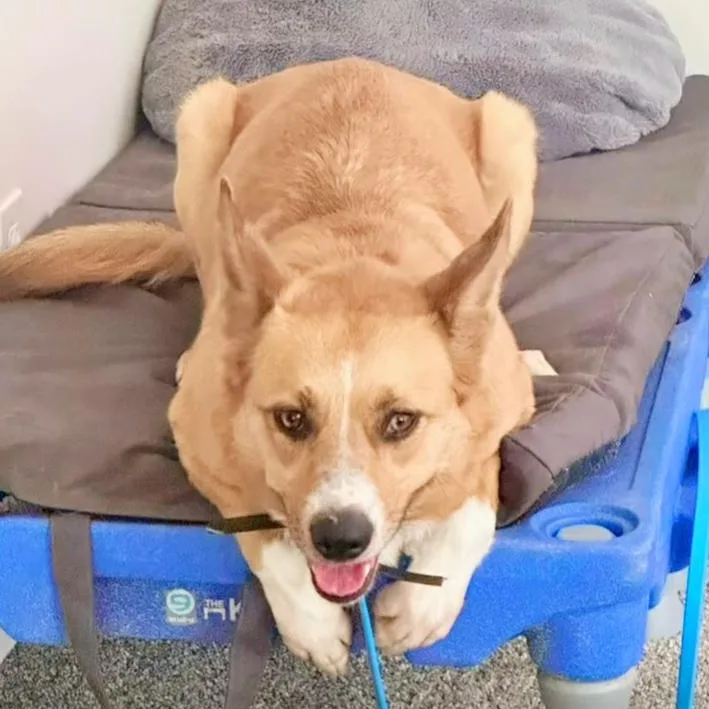 An adult medium-sized female Apricot / Beige Australian Cattle Dog / Blue Heeler dog named Fiona for adoption in Attica, MI