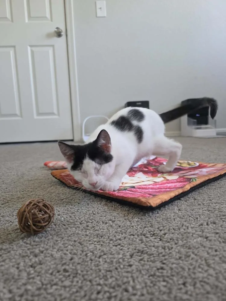 A baby small-sized male Black & White / Tuxedo Domestic Short Hair cat named Pagani for adoption in tucson, AZ