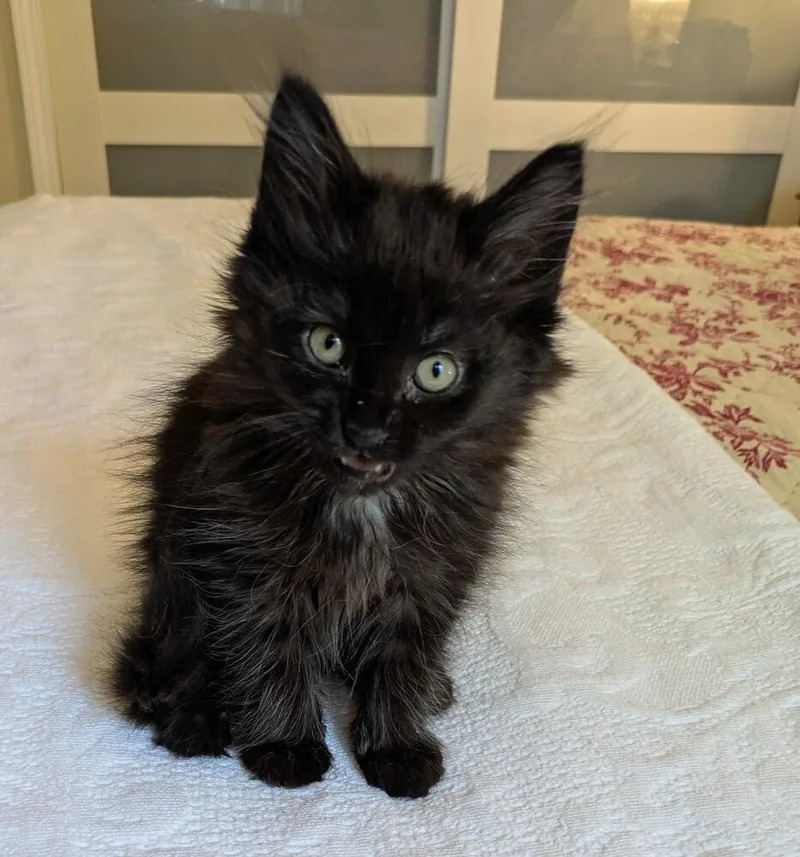 A baby medium-sized female Black Domestic Short Hair cat named Cheetah for adoption in Clinton Township, MI